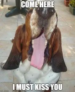 Funny Basset Hound, Shih Tzu Funny, Basset Hound Dog, Bassett Hound, A Clown, Beagle Puppy, Pugs Funny, Bull Terrier Dog, Labrador Retriever Dog