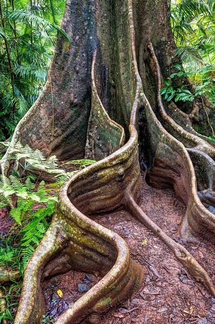 Tree with Buttress Roots in Wooroonooran National Park in Queensland Australia A remarkable picture... amazing! Buttress Roots, Weird Trees, Old Tree, Old Trees, Unique Trees, Tree Roots, Tree Hugger, Nature Tree, Tree Forest