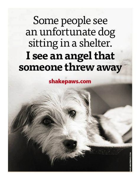 #Quotes #Dogs #Shelter #Angels #Adopt #Don't #Shop #Rescues #Shelters <shakespaws.com> Shelter Dog Quotes, Animal Shelter Quotes, Rescue Quotes, Funny Dog Signs, Shelter Dog, Dog Rocks, Dog Parents, Pet Safety, Dog Signs