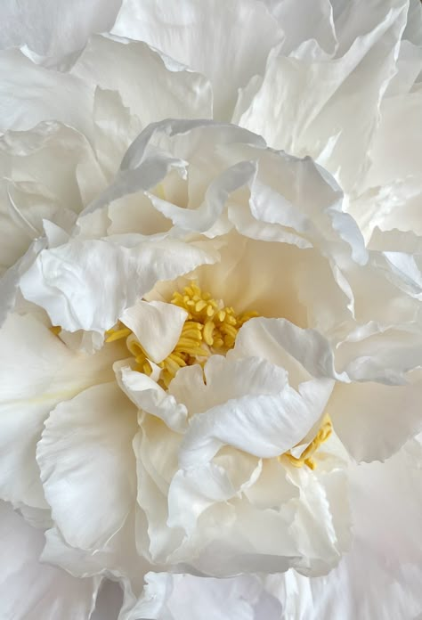 beautiful white and yellow peony Yellow Peony, Gold Wallpaper Phone, Yellow Peonies, White Peony, White Peonies, Gold Wallpaper, Photography Products, Peony Flower, Illustrations And Posters