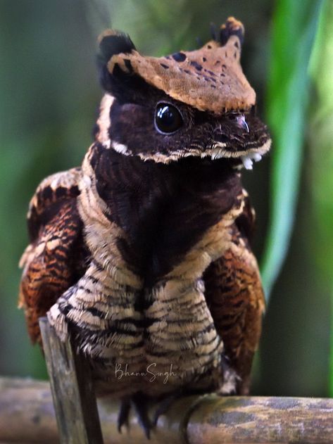 Great Eared Nightjar, Dragon Bird, Birdwatching, Birds, India, Photography, Black