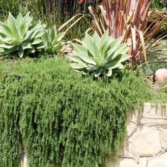 Creeping rosemary - Inland Valley Garden Planner Creeping Rosemary, Trailing Rosemary, Front Lawn Landscaping, Tattoo Plant, Rock Plants, Lawn Alternatives, Rosemary Plant, Drought Tolerant Garden, Waterwise Garden