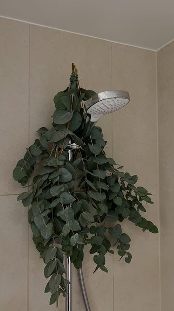 Eucalyptus In Shower Bathroom, Birta Hlin, Eucalyptus Shower Head, Easy Apartment Decor, Apartment Decor Hacks, Roman Bathhouse, Bnb Decor, Shower Plants, Simple Apartment Decor