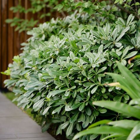 Ian Barker Gardens on Instagram: "Pittosporum tobira ‘Miss Muffet’ is a dwarf variety of Pittosporum with strong, dark glossy green oval leaves. In spring, you can expect to be greeted with blooms of small cream flowers, providing a beautiful fragrance to the garden. It is a favourite amongst the team at Ian Barker Gardens – it would be rare to find one of our landscape designs without one.  Uses 🍃 Pittosporum tobira ‘Miss Muffet’ is great planted in borders, pots, used as a hedge and mass groundcover. We often like to clump Miss Muffet with other plants to provide texture and interest in the garden.  Planting ☀️⛅ Plant in full sun or part shade and rich, well-drained soil. It’ll thrive best in a sheltered position but will be able to withstand light coastal breezes and frosts. It can suf Pittosporum Miss Muffet, Pittosporum Tobira, Bell Gardens, Miss Muffet, Coastal Breeze, Raised Planter, Landscape Designs, Green Oval, Cream Flowers