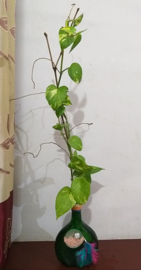 Bottle Art - Money Plant - Indoor Plants Hanging Money Plant, Money Plant Propagation, Plant In Glass Jar, Plant In Living Room, Plant In Bedroom, Money Plant In Water, Money Plant Decor, Plants In Glass Jars, Money Plant Indoor