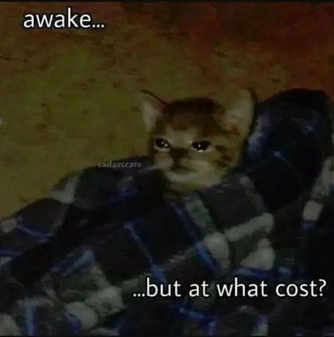 Why have you woken me human - 9GAG But At What Cost, Silly Kitties, Reaction Images, Random Memes, Best Funny Pictures, Reaction Meme, Reaction Pics, Meme Pictures, New Memes