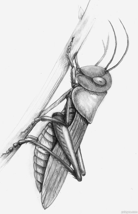 Insect Drawing Sketchbooks, Bug Drawing Insects, Grasshopper Spiritual Meaning, Insects Sketch, Grasshopper Drawing, Grasshopper Tattoo, Insects Drawing, Insect Art Projects, Trust Intuition