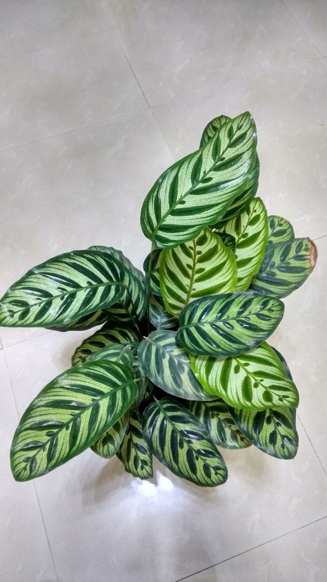 Calathea Makoyana, Peacock Plant, Succulent Plants, Planting Succulents, House Plants, Succulent, Plant Leaves, Collage, Plants