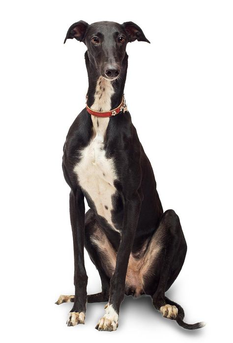 Greyhound Dog Breed, Greyhound Breed, Low Maintenance Dog Breeds, Racing Dogs, Greyhound Puppy, Regard Animal, Greyhound Rescue, Greyhound Art, Greyhound Dog