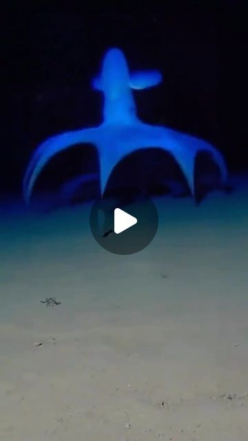 science 🚀 on Instagram: "The way this Cirroteuthidae octopus moves across the ocean floor 🤤 ( Yes, the video is sped up ) ⠀ source?! (Dm) ⠀ follow @sciencesetfree 🌌💞 ⠀" Octopus Video, Octopus Gif, Vampire Squid, Ocean Floor, Life Video, December 13, Ocean Life, Deep Sea, Sea Creatures