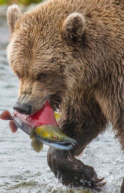 Bear Hug by galsworth - VIEWBUG.com Bear Fishing, North American Animals, North American Wildlife, Bear Paintings, Bear Pictures, Majestic Animals, Bear Hug, Bear Art, Grizzly Bear