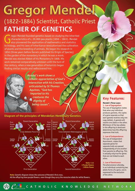 Gregor Medel is the most famous scientist of Genetic. Genetics Worksheet, Genetics Activities, Homeschool Science Lessons, Gregor Mendel, Science Pins, Biology Worksheet, Middle School Science Experiments, Plant Breeding, Solving Word Problems