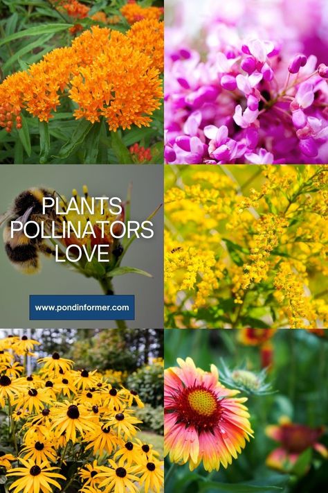 Creating a pollinator-friendly garden is all about choosing the right plants. Native varieties can bring in a diverse crowd of bees, butterflies, and other pollinators.  #PollinatorGarden #BeeFriendly #ButterflyGarden #NativePlants #EcoFriendly Part Sun Flowers, Colorado Landscaping, Butterfly Garden Design, Easy Indoor Plants, Eastern Redbud, Pollinator Plants, Eco Friendly Garden, Invasive Plants, Attract Pollinators