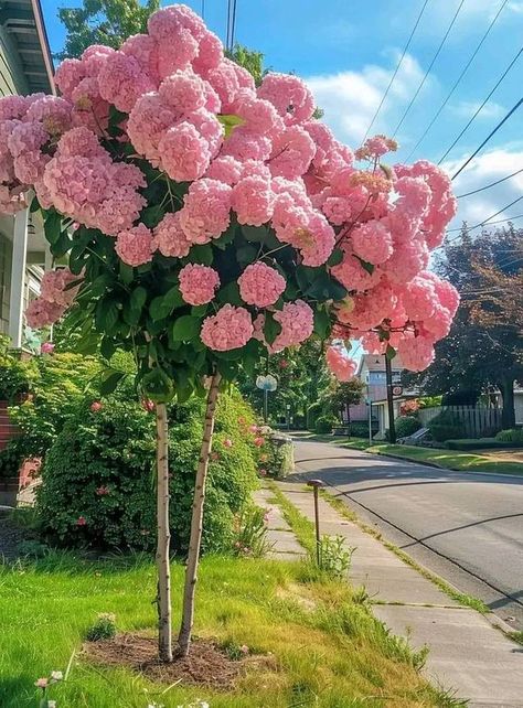 My home🏘️garden 🪵and diy 🛠️ | To encourage your Strawberry Vanilla hydrangea (Hydrangea paniculata 'Renhy') to bloom, follow these guidelines tailored specifically for hydrangeas: | Facebook Vanilla Strawberry Hydrangea, Strawberry Hydrangea, House Painting Tips, Dream Garden Backyards, Hydrangea Tree, Hydrangea Pink, Hydrangea Shrub, Hydrangea Paniculata, Pink Garden