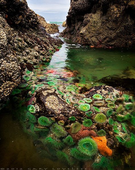 Neptune's Secret Garden at Silver Point, Cannon Beach in Oregon. Photo by Gary Loveless. [637×800]. | by appletvfeed Oregon Vacation, Oregon Road Trip, Cannon Beach Oregon, Oregon Travel, Cannon Beach, Kew Gardens, Covent Garden, To Infinity And Beyond, Future Travel