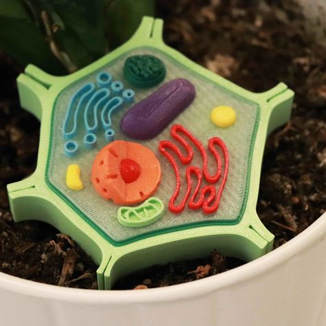 Free 3D file Plant Cell Model (8 Colors)・3D printer model to download・Cults Plant Cell 3d, 3d Cell Project, Typical Plant Cell, 3d Plant Cell, Plant Cell Project, Cell Model Project, Plant Cell Model, 3d Cell, Cells Project