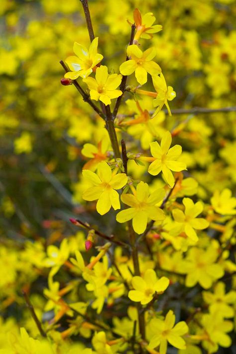 Winter jasmine was cultivated in China for hundreds of years before becoming a common landscaping plant in many other parts of the world. It blooms in the winter when most other plants are dormant and is very tolerant of neglect. Learn how to plant and grow winter jasmine on Gardener's Path. #winterjasmine #gardenerspath Chameli Flower, Jasmine Bush, Winter Jasmine, Balcony Plants, Fragrant Plant, Jasmine Flower, Wildlife Gardening, Garden Items, Botanical Beauty