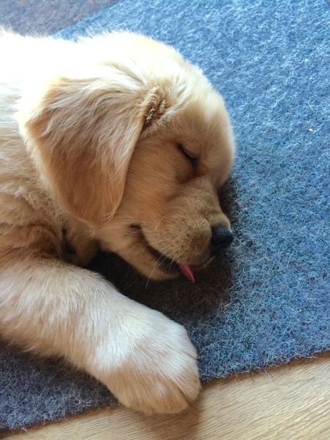 Golden Retriever Sleeping, Sleeping Puppy, Puppy Sleeping, Golden Retriever Baby, Golden Retriever Funny, Golden Puppy, Sleeping Puppies, A Golden Retriever, Animal Health