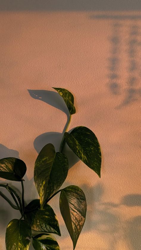 In this image there's a golden pothos or devil's ivy vine trailing up the wall. To the right of the vine, there are shadows formed by a hanging beaded piece and a different houseplant. The whole image is bathed in a warm pink light, evoking a feeling of rays of sun hitting your face just before the sun sets. Pothos Plant Aesthetic, Plant Shadow Aesthetic, Pothos Aesthetic, Vine Aesthetic, Vines Aesthetic, Plant Reference, Pothos Vine, Green Collage, Golden Pothos