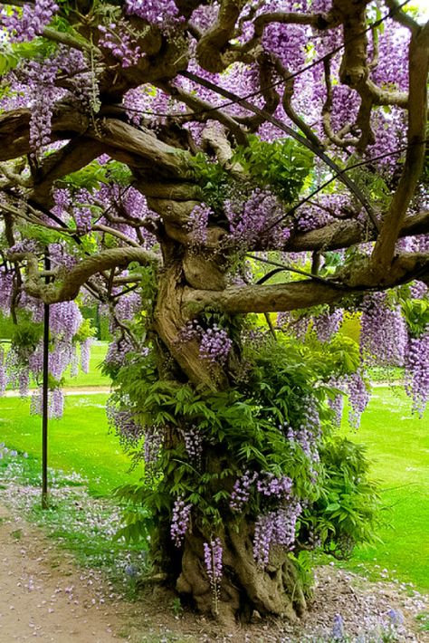 A tree to treasure … Wisteria Tree, Artist Loft, Landscape Designs, Tree Photography, Unique Trees, Zen Garden, Bonsai Tree, Beautiful Tree, Dream Garden