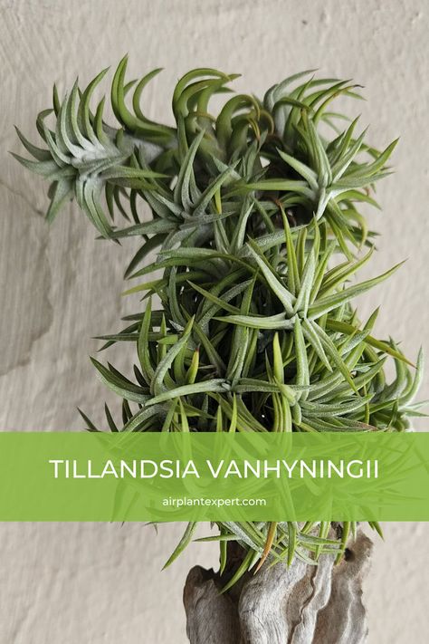 Tillandsia Vanhyningii is quite rare and therefore its pups (offsets) are little treasures and in demand. The tiny offsets emerge from the base of the plant’s older leaves and can be removed easily.Tillandsia Vanhyningii | Air plant propagation | How to propagate Tillandsia Vanhyningii | Air plant care guide | Tillandsia Vanhyningii care tips | Propagating air plants | Types Of Air Plants, Air Plant Care, Plant Care Guide, Air Plants Care, Plant Propagation, Propagating Plants, Weird And Wonderful, Air Plants, Plant Care