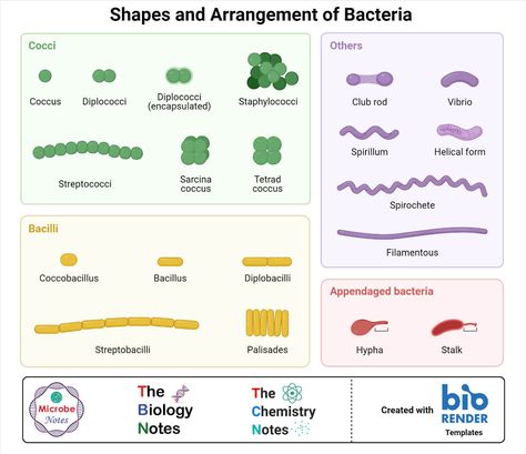 Bacteria- Definition, Structure, Shapes, Sizes, Classification Shapes Of Bacteria, Bacteria Shapes, Longitudinal Wave, Streptococcus Pneumoniae, Prokaryotic Cell, Microbiology Lab, Gram Negative Bacteria, Cell Organelles, Bacterial Diseases