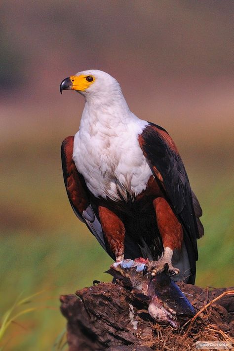 South Sudan - African Fish Eagle. African Fish Eagle, Fish Eagle, Eagle Pictures, The Eagles, Majestic Animals, African Wildlife, Exotic Birds, Wild Things, African Animals