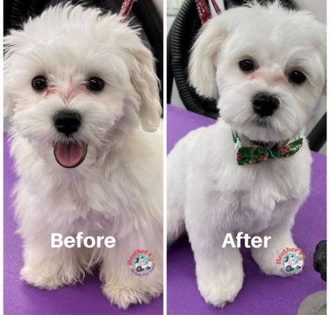 Zuchon Haircuts, Maltese Shih Tzu Haircuts, Short Maltipoo Haircut, Malti Poo Haircut Styles, Bishon Dogs Haircut, Maltipoo Grooming Styles, Maltipoo Puppy Haircuts, Shichon Grooming Styles, Maltese Haircut Hairstyles