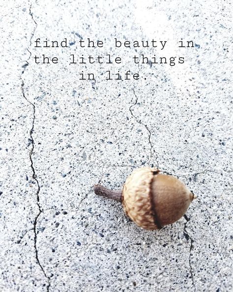 Ty love😚Find the beauty in the little things in life.❤ #lovethejunk #beauty #thingsthatmakemehappy #simplelife #acorn #findthebeauty Piano Crafts, Window Signs, Healthy Snacks For Diabetics, Beauty Blender, Beauty Videos, Simple Life, Girl Quotes, Encouragement Quotes, Diy Beauty