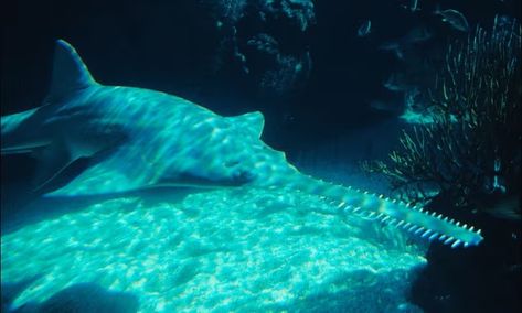 Spinning, whirling fish in south Florida prompt emergency response | Fish | The Guardian River Monsters, Water Life, New Environment, Fish Swimming, Travel Money, Emergency Response, Tv On The Radio, South Florida, The Guardian