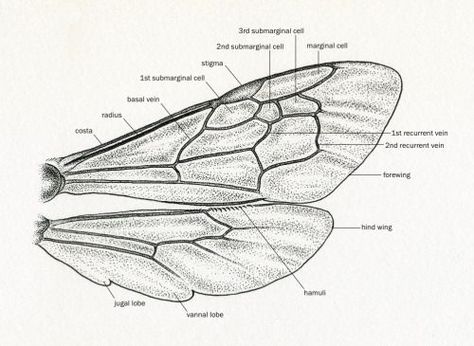 Bee Anatomy Illustration, Bumble Bee Wings, Bee Sketch, Scientific Drawing, Bee Wings, Bee Drawing, Fairy Drawings, Wings Drawing, Art Appliqué