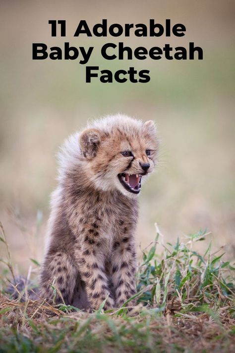 11 Adorable Baby Cheetah Facts Baby Cheetah, Cheetah Cubs, Baby Cheetahs, Baby Facts, Cheetahs, Adorable Baby, Interesting Facts, Facts About, More Fun