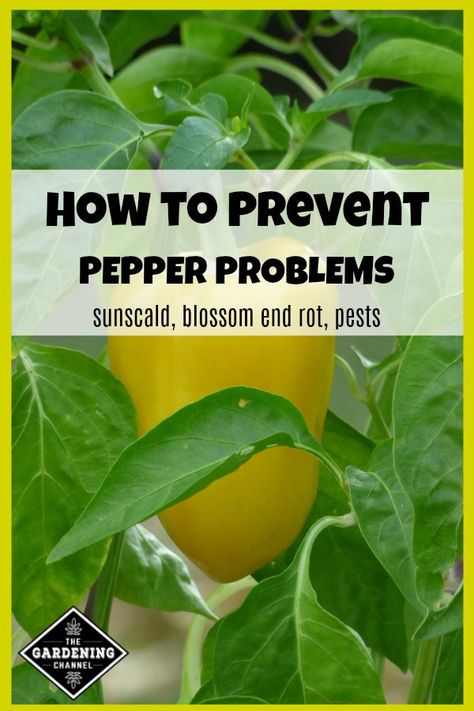 Learn how to prevent and control six common pepper problems with these gardening tips. Growing Green Peppers, Pepper Plant Care, Peppers Growing, Grow Peppers, Get Rid Of Aphids, Growing Peppers, Pepper Plant, Growing Tomatoes In Containers, نباتات منزلية