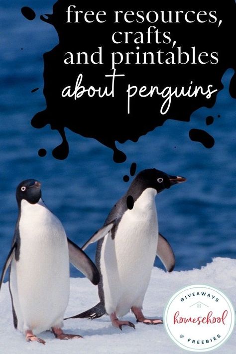 Free Resources, Crafts, and Printables About Penguins that are perfect for a winter unit study. Arctic Animals Printables, Winter Unit Study, Fun Facts About Penguins, Winter Olympics Activities, January Themes, Types Of Penguins, Penguin Unit, Penguin Facts, Activity List