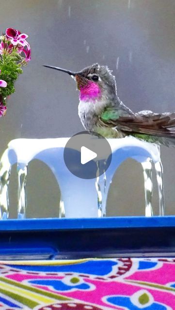 Robbie and Gary Gardening Easy on Instagram: "Baby Hummingbird Having on a Fountain that Attracts Hummingbirds using NO Solar, the Sun or AC Needed, and is completely Portable for Your Patio Balcony or Garden #hummingbird #hummingbirds #wildlife #wildlifephotography #wildbird #wildbirds #wild #bird #birds #hummingbirdphotography #cute #fun #feelgood #fountain #waterfountain #birdlovers #birdlover #crafts #upcycle #catfountain #robbieandgarygardeningeasy #pink #water #usb" Hummingbird Water Fountain, Hummingbird Fountain, Hummingbird Water, Ohio Birds, Baby Hummingbirds, Hummingbirds Photography, Diy Bird Bath, Cat Fountain, Cat Water Fountain