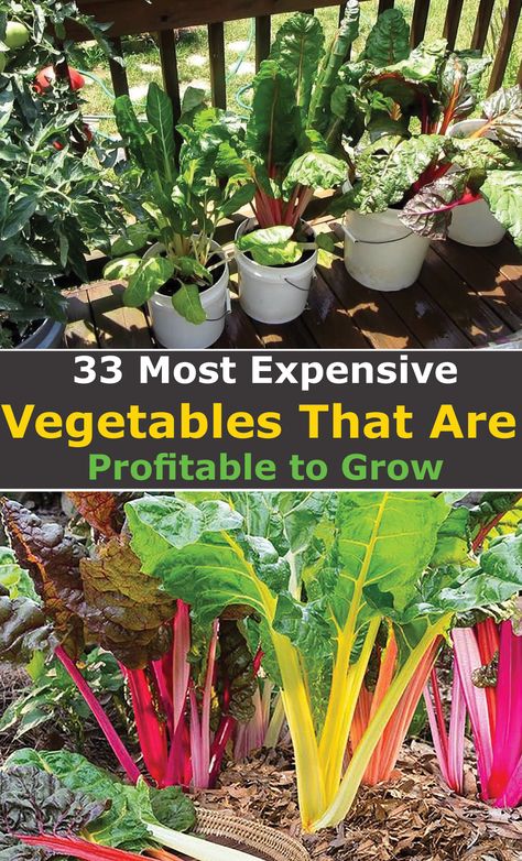 If you are looking for the most profitable vegetables to grow either to sell or for own consumption, then this list of high value vegetables will come in handy.  Besides, space is becoming quite a big deal especially for those of us living urban apartments.  Therefore, it makes sense to choose the crops that take as less space as possible and have a higher dollar value.  The trick is you grow the most expensive vegetables and buy the ones that are cheap to make sure that you save more. Unusual Vegetables To Grow, Edible Container Gardening, Best Plants To Grow And Sell, Staircase Wainscoting, Wedding Dresses Garden, Garden Wedding Dress, House Gardening, Food Growing, Patio Gardens