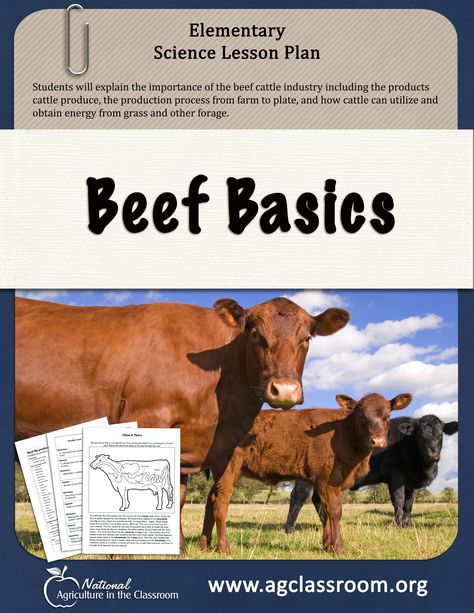 Elementary lesson plan about beef cattle. Learn the production process from farm to plate and how cattle can obtain energy from grass and other forages. Beef Cattle Lessons, 4h Beef Project Ideas, Elementary Agriculture Activities, Farming Knowledge, Agriculture Education Lessons, Agriculture Lessons, Agriculture Education Classroom, Agriculture Classroom, Science Lesson Plans Elementary