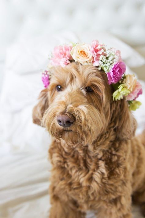 Scruffy Dogs, Golden Doodles, Flower Collar, Flower Dog, Dog Flower Collar, Most Popular Dog Breeds, Dog Lady, Wedding Pets, Dog Flower