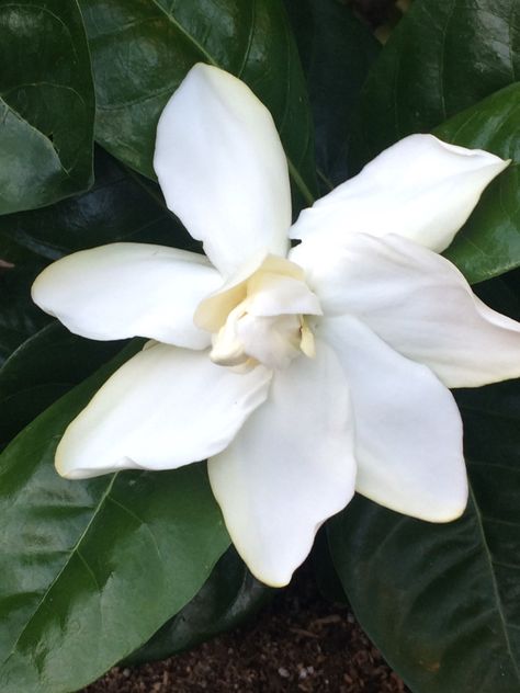 Fragrant double Tahitian Gardenia. February in Hawaii Tahitian Gardenia, Desert Garden, Small Yard, Madison Park, Shangri La, Flowers Online, Outdoor Landscaping, Smell Good, Beautiful Flowers