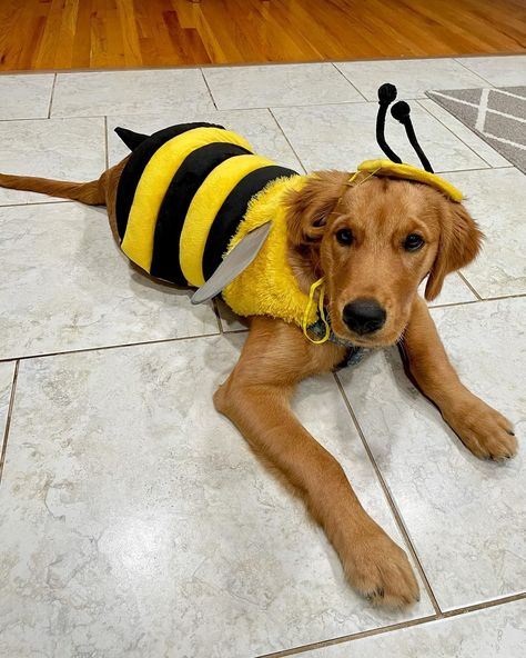 Noah & Beni | Waiting for Halloween like 🐝💛 #puppyhalloween #goldenretriever #goldenretrieverhalloween #puppycostume #bumblebee | Instagram Bee Dog Costume, Halloween Costumes For Golden Retrievers, Cute Halloween Costumes For Dogs, Golden Retriever Dog Costume, Dog Custumes, Golden Retriever Halloween Costume, Golden Retriever Costume, Bee Costume Diy, Dog Costume Ideas