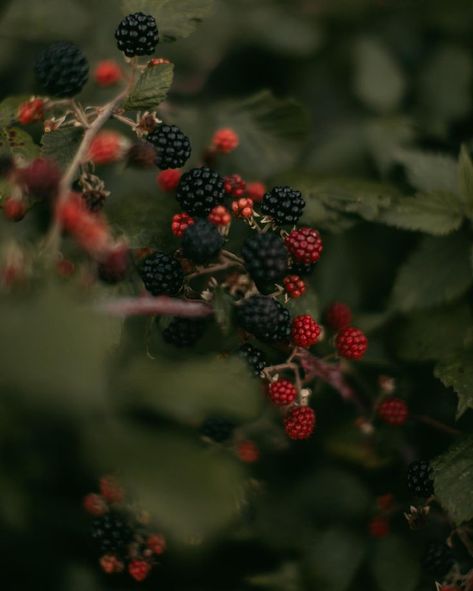 Blackberries Aesthetic, Alphabet Aesthetic, Berry Aesthetic, Domestic Bliss, Character Board, Personal Aesthetic, Aesthetic Images, Summer Fruit, Dark Aesthetic