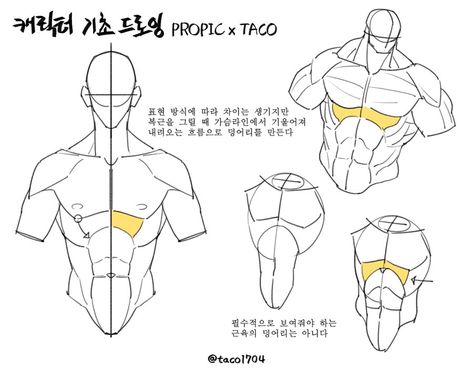 Although there are differences depending on the range and method of expression, when drawing the abs, it starts with a flow that slopes down from the chest line. Point Character Drawing, Form Reference, Book Anatomy, How To Draw Abs, Anatomy Studies, Human Anatomy Drawing, Body Drawing Tutorial, Human Anatomy Art, Tutorials Drawing