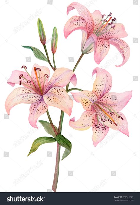 Lilies Drawing, Pink Lilies, Craft Label, Lily Painting, Pola Sulam, Arte Inspo, Flower Art Painting, Arte Floral, Craft Paper