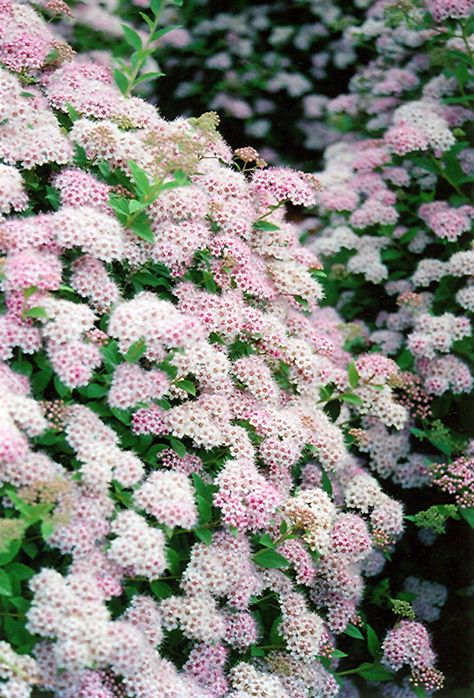 Spirea Bush Landscaping, Backyard Wooded Landscaping, Spirea Japonica, Spirea Bush, Spiraea Japonica, Let Love Bloom, Beauty Bush, Chisholm Trail, Berry Garden