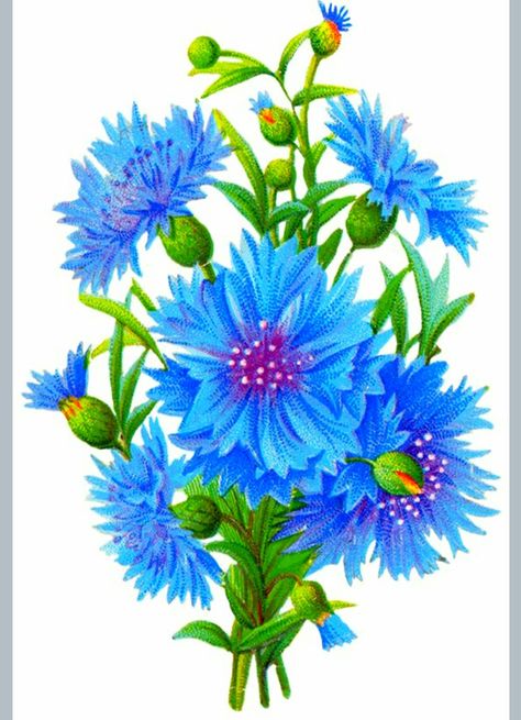 Blue Flower Tattoos, Victorian Stickers, Flower Coloring Sheets, Clipart Vintage, Alcohol Ink Crafts, Victorian Scrap, Antique Images, Watercolor Flower Art, Flower Art Painting