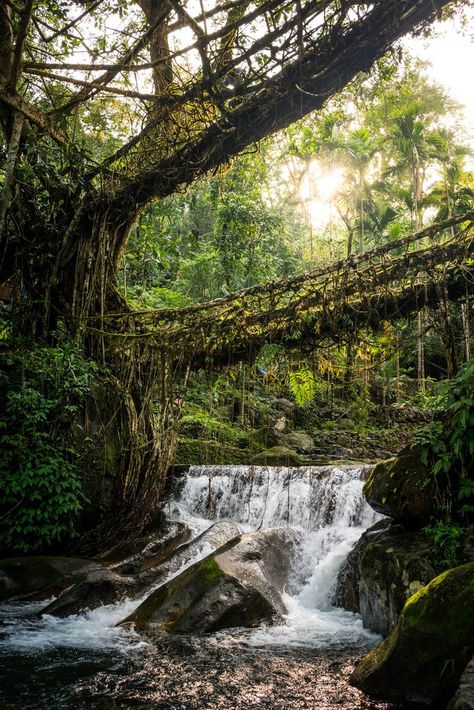 Double Decker Living Root Bridge, Living Root Bridge Meghalaya, Scrawny Wallows, Root Bridge Meghalaya, Living Bridge, Root Bridge, Tree Bridge, India Travel Places, Betel Nut