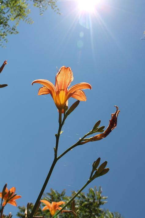 orange lily Orange Lilies Aesthetic, Orange Lily Flower Aesthetic, Lily Aesthetic Flower, Lily Flower Aesthetic Wallpaper, Lily Aesthetic Wallpaper, Tigerlily Flower, Lily Flower Aesthetic, Lilies Aesthetic, Lily Aesthetic