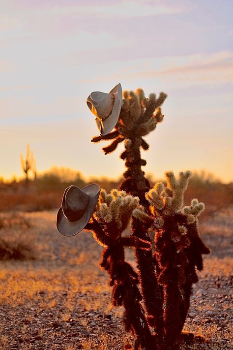 Cactus With Cowboy Hat, Cactus Arizona, Western Sunset, Desert Aesthetic, Arizona Cactus, Country Hats, Arizona Photography, Western Desert, Cowboy Hat