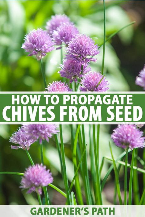 Looking to grow chives from seed? You’re in luck! They’re easy to propagate and before you know it, you'll be cooking with your own homegrown herbs. This article will give you everything you need to know, from seed saving tips to advice for getting seedlings started indoors or out. #chives #herbgarden #gardenerspath Growing Chives From Seed, How To Grow Chives, Grow Chives, Homegrown Herbs, Growing Chives, Chive Seeds, Allotment Ideas, Chives Plant, Vege Garden