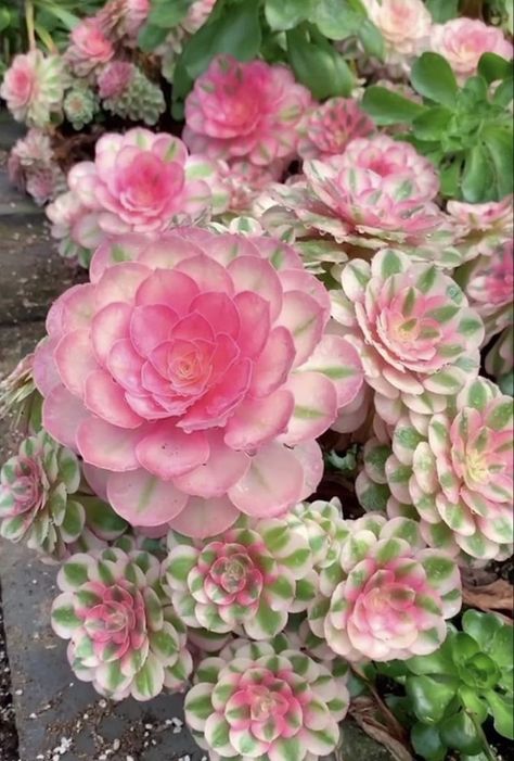 Flower Succulents, Suculent Plants, Types Of Succulents Plants, Succulent Varieties, Pink Plants, Succulent Garden Indoor, Flowering Succulents, Succulent Garden Design, Succulent Landscaping